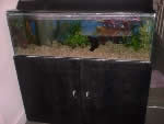 aquarium stand and cabinet plan