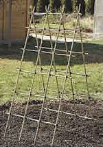 bamboo trellis plans