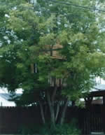 Camouflaged tree house plans