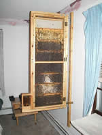 observation beehive