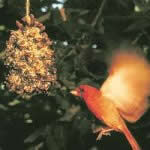 pine cone bird feeder plans