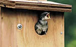 Swallow's roost birdhouse plans