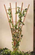 trellis plans